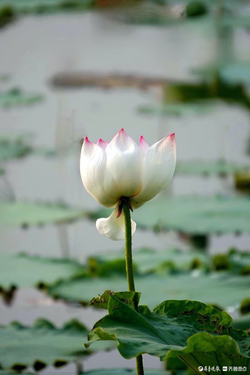 行摄华山——荷塘点额妆