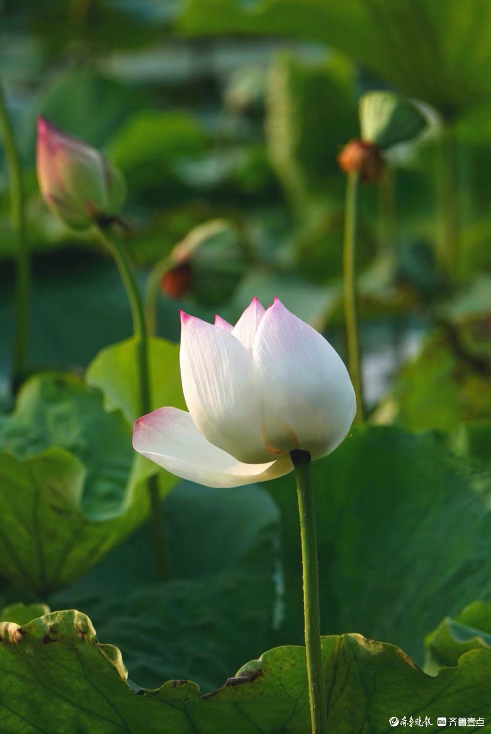 行摄华山——荷塘点额妆