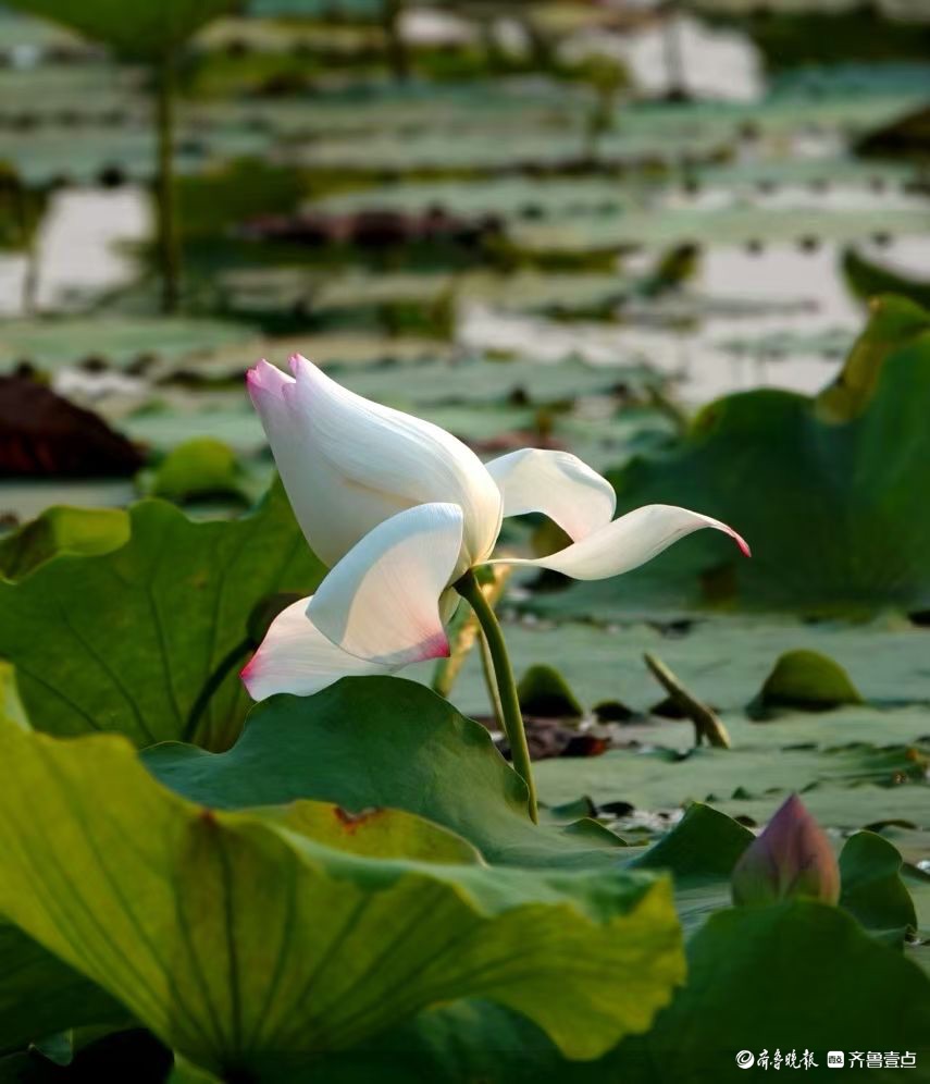 行摄华山——荷塘点额妆