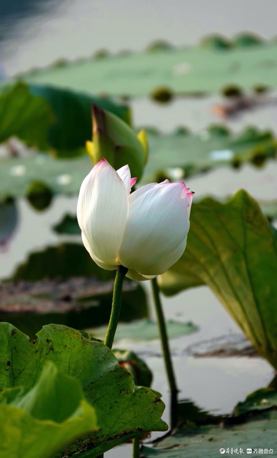 行摄华山——荷塘点额妆