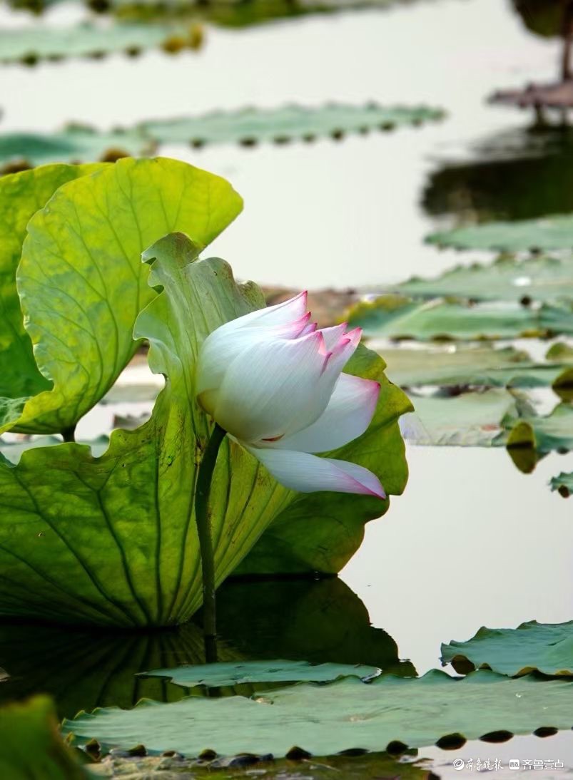 行摄华山——荷塘点额妆