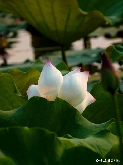 行摄华山——荷塘点额妆