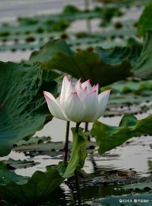 行摄华山——荷塘点额妆
