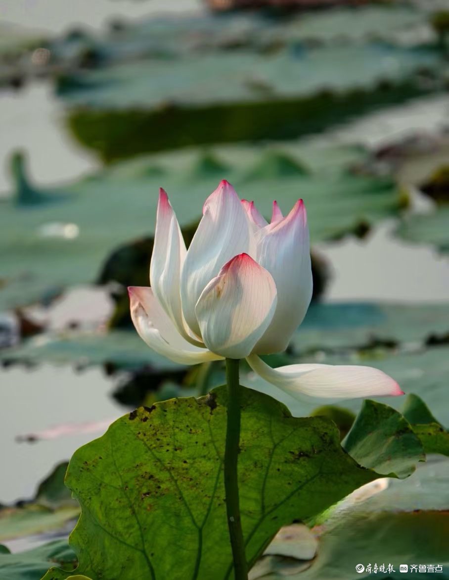 行摄华山——荷塘点额妆