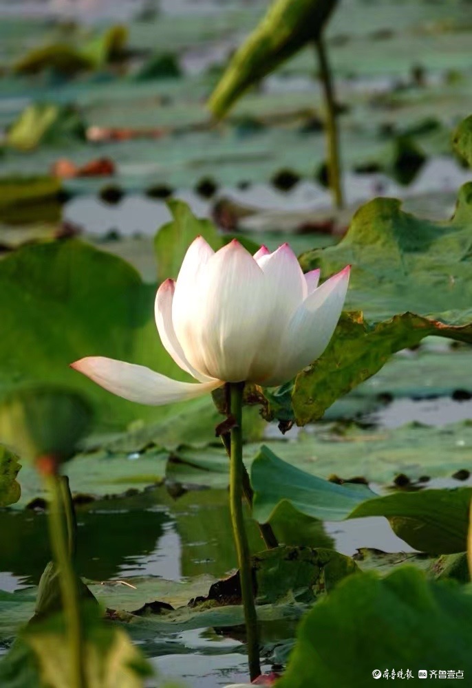 行摄华山——荷塘点额妆