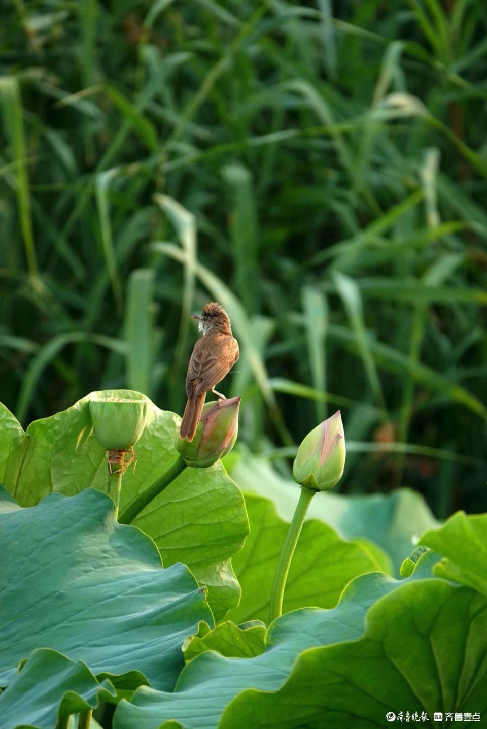 行摄华山——荷塘点额妆