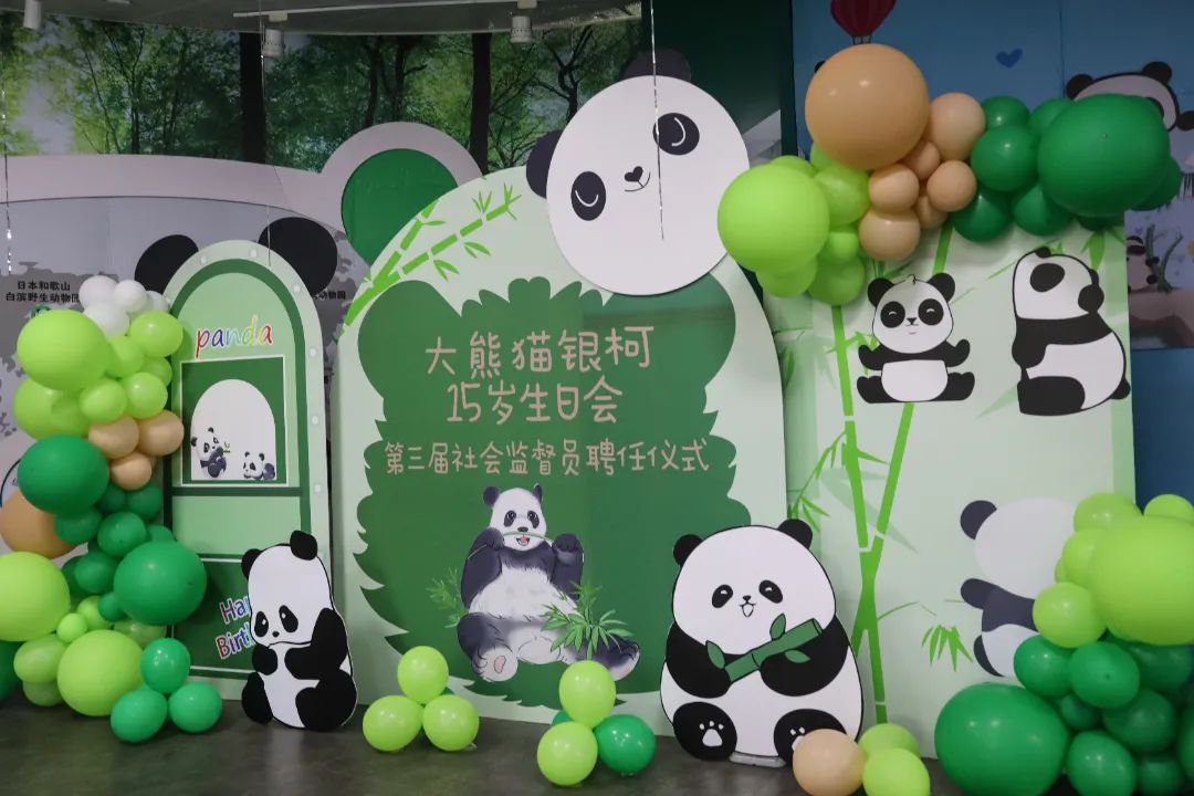 临沂动植物园为大熊猫银柯举办生日庆典