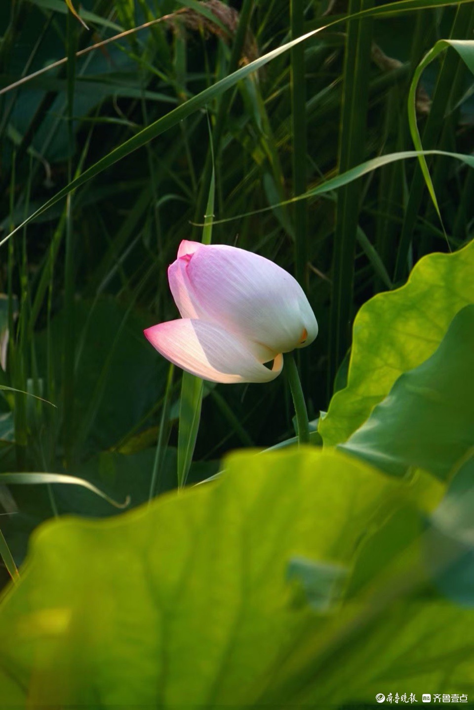 行摄华山——抬眼一览湖面绿，低眉细品荷花姿