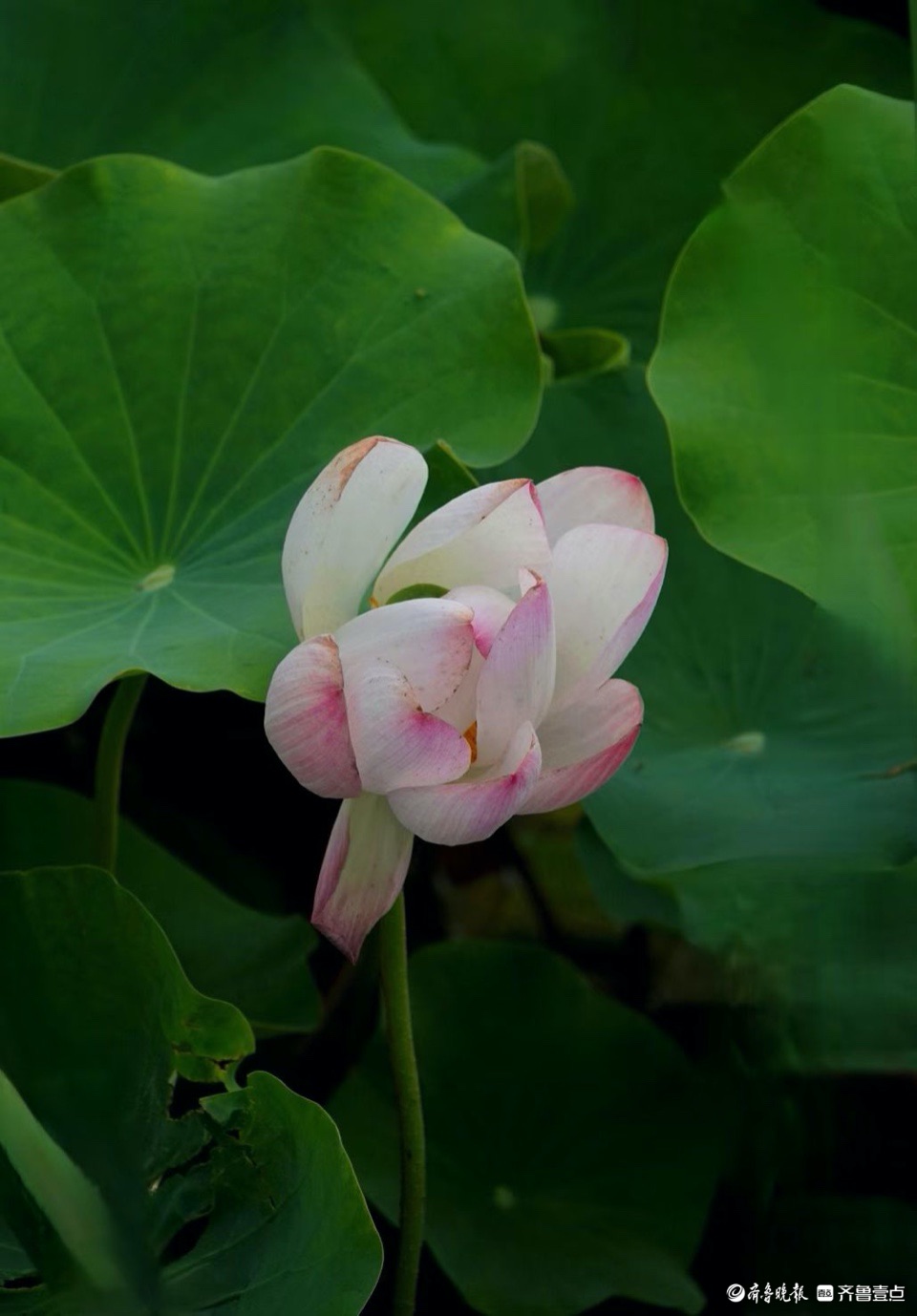 行摄华山——抬眼一览湖面绿，低眉细品荷花姿