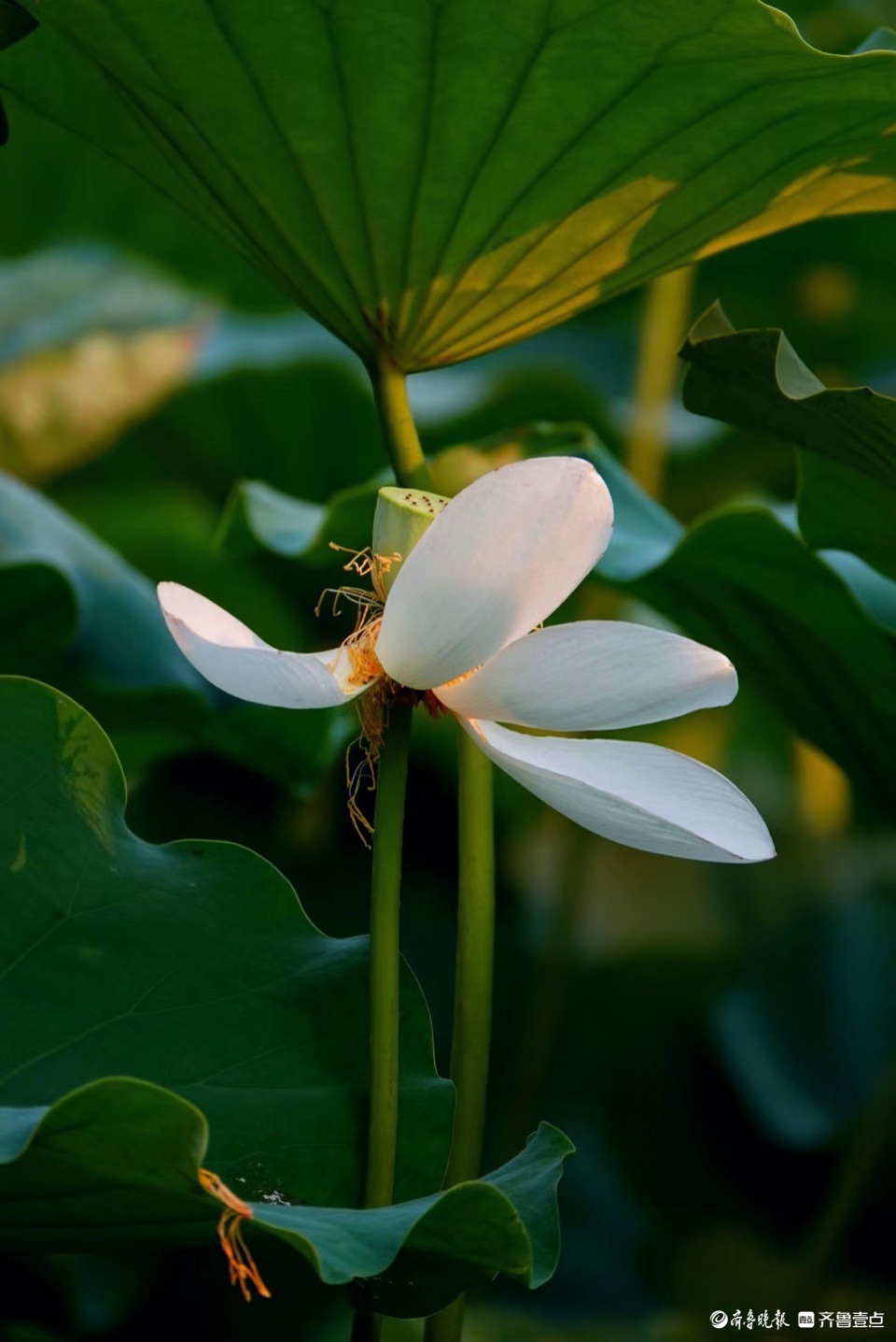 行摄华山——抬眼一览湖面绿，低眉细品荷花姿