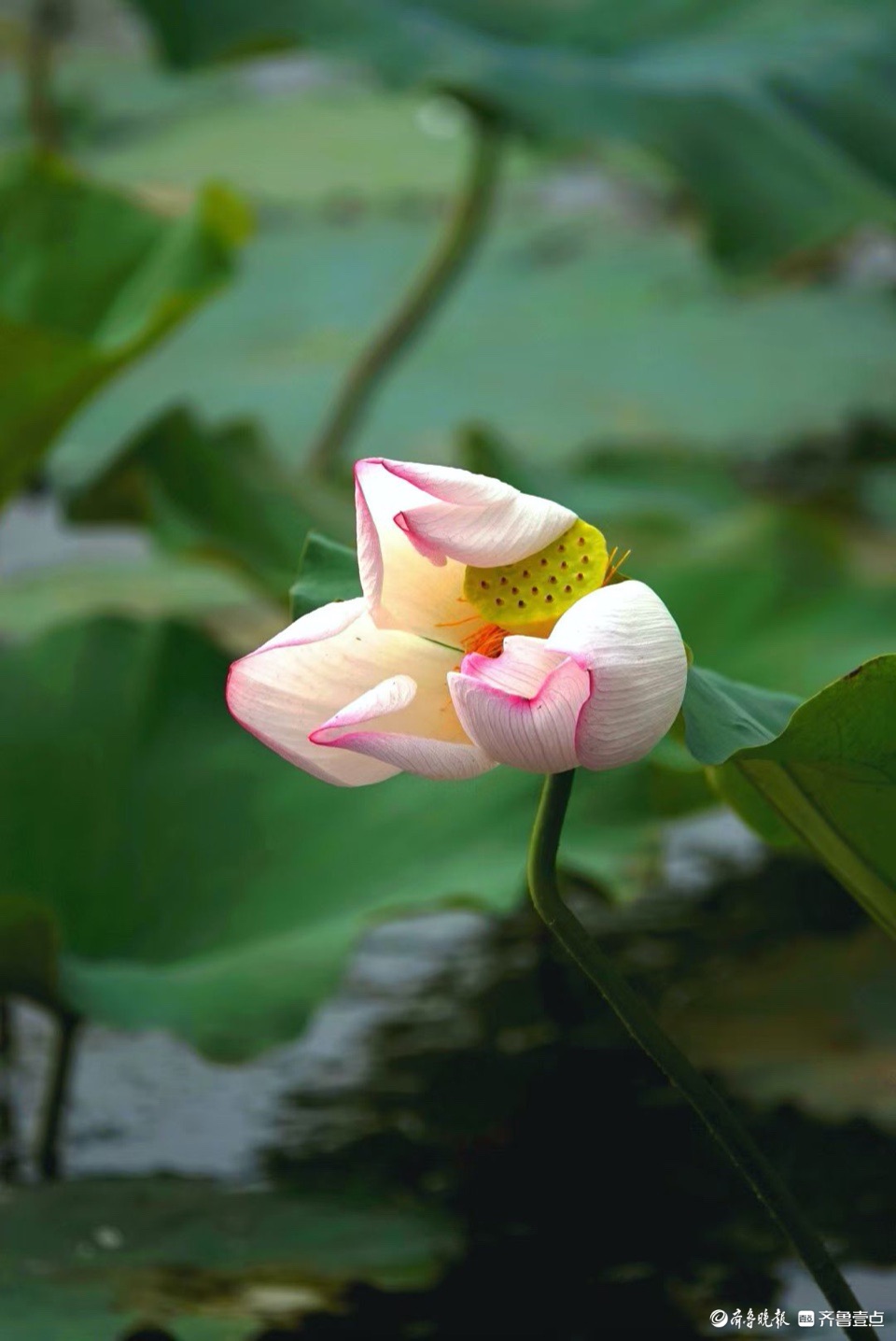 行摄华山——抬眼一览湖面绿，低眉细品荷花姿