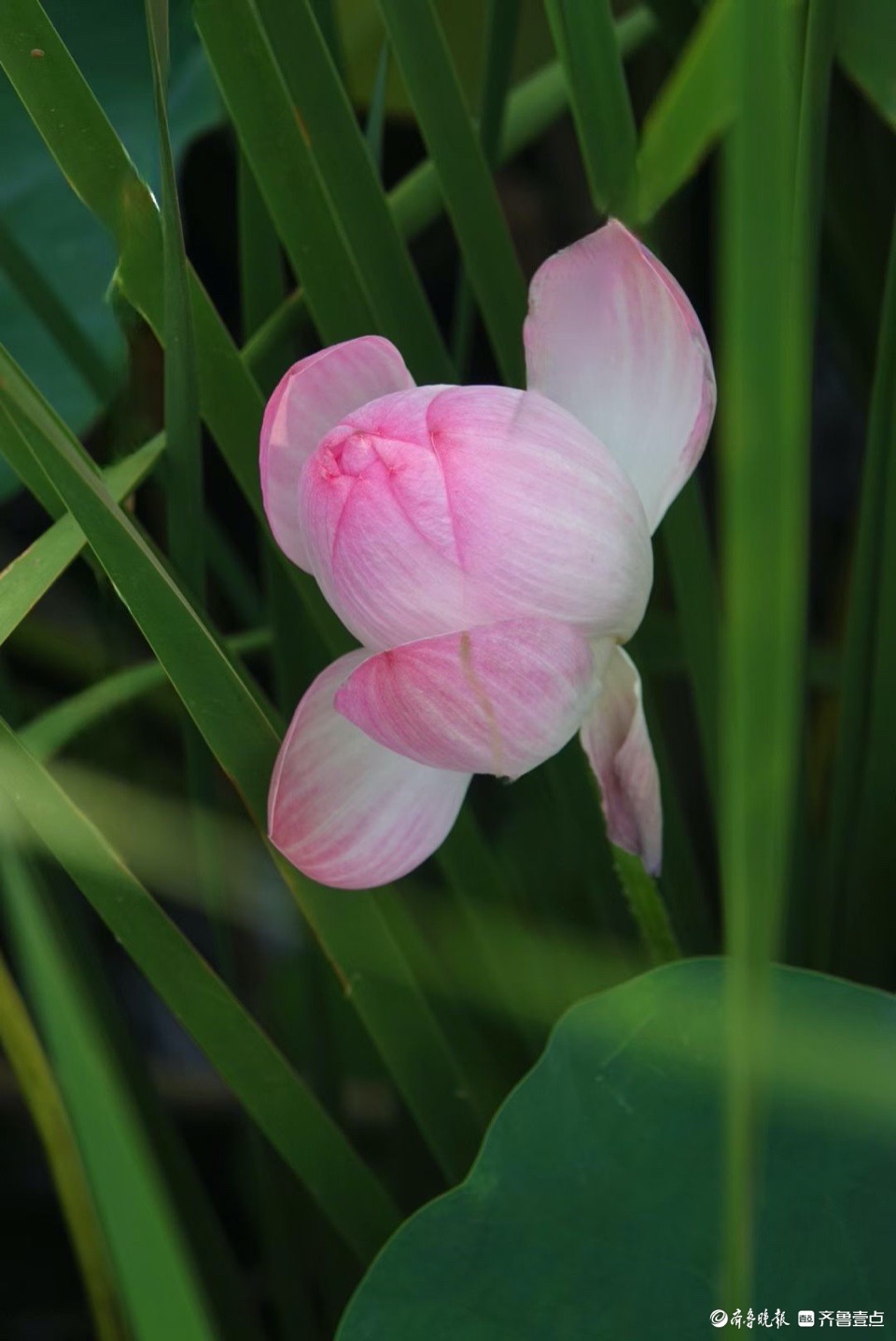 行摄华山——抬眼一览湖面绿，低眉细品荷花姿