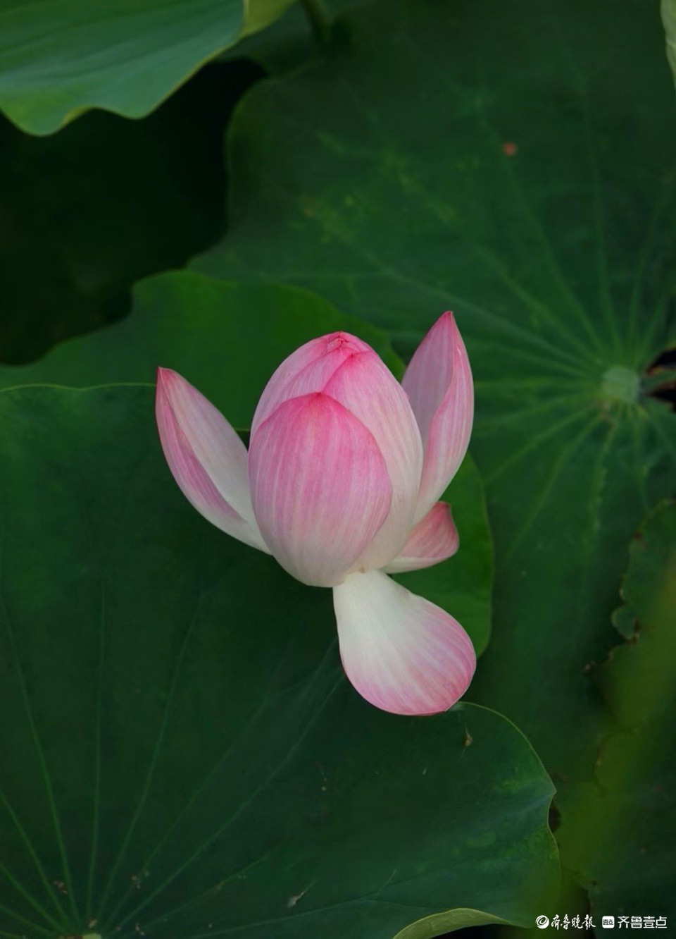 行摄华山——抬眼一览湖面绿，低眉细品荷花姿