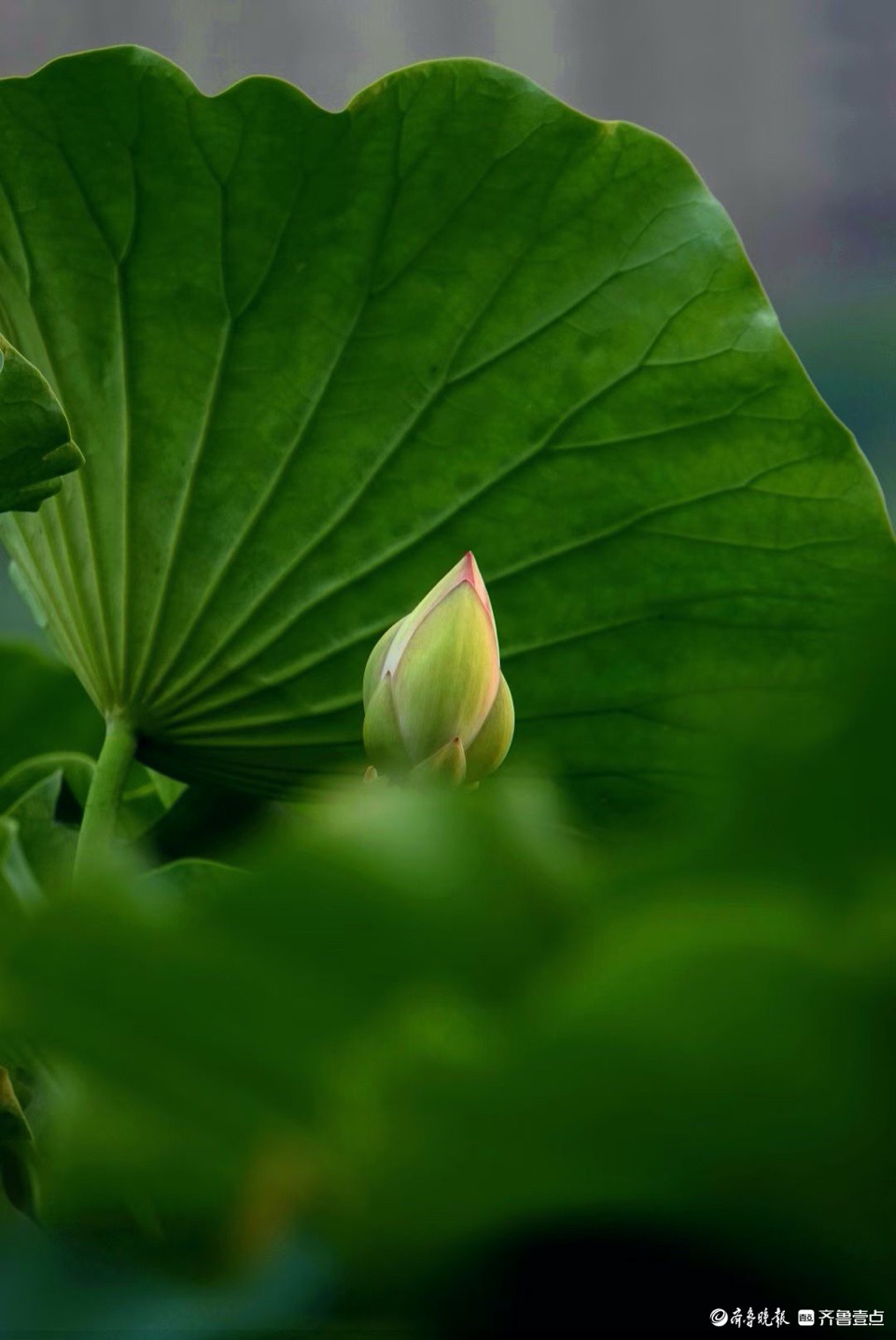 行摄华山——抬眼一览湖面绿，低眉细品荷花姿
