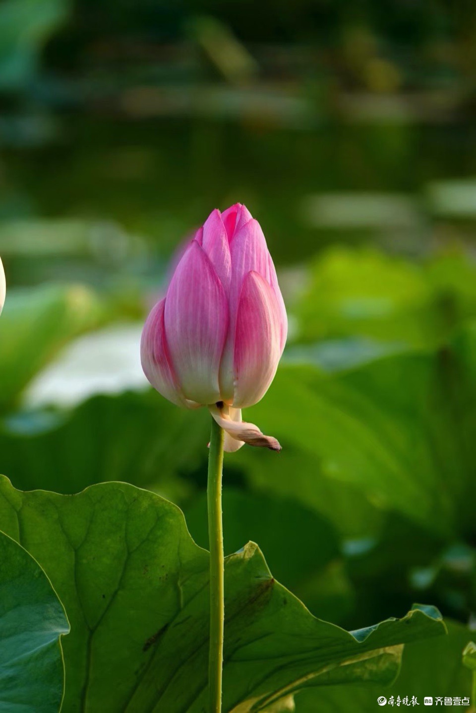 行摄华山——抬眼一览湖面绿，低眉细品荷花姿