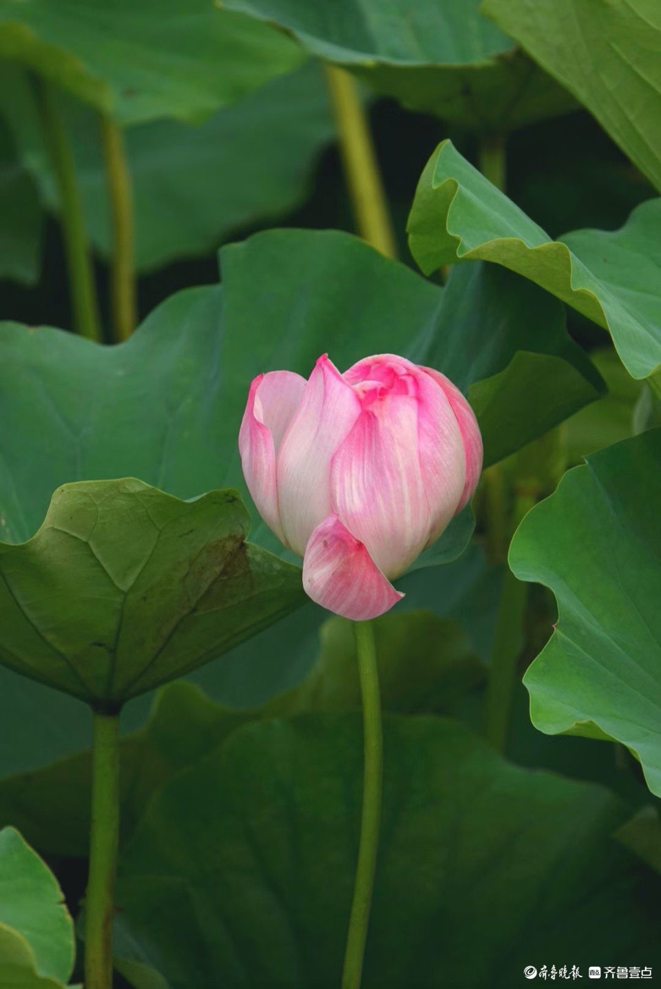 行摄华山——抬眼一览湖面绿，低眉细品荷花姿
