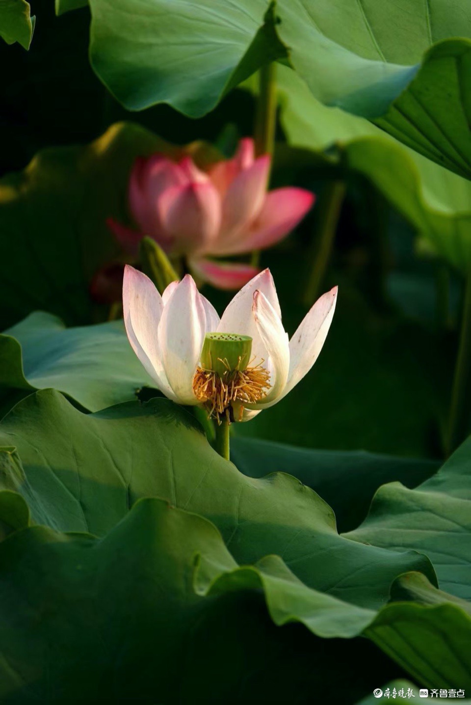 行摄华山——抬眼一览湖面绿，低眉细品荷花姿