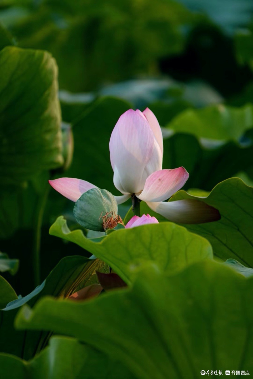 行摄华山——抬眼一览湖面绿，低眉细品荷花姿