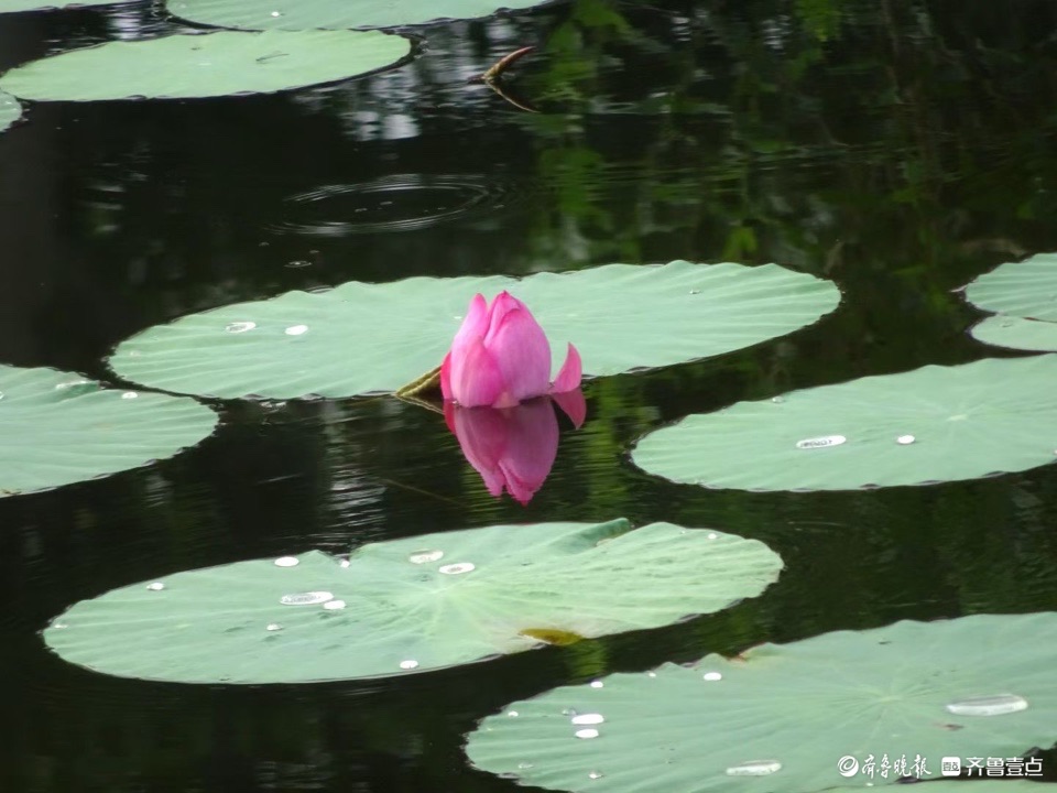 行摄华山——小荷倩影