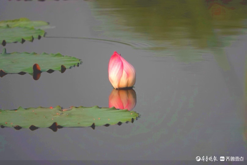 行摄华山——小荷倩影