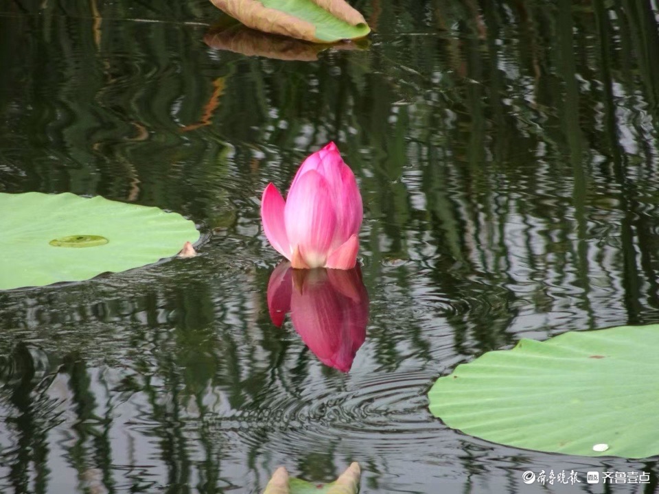 行摄华山——小荷倩影