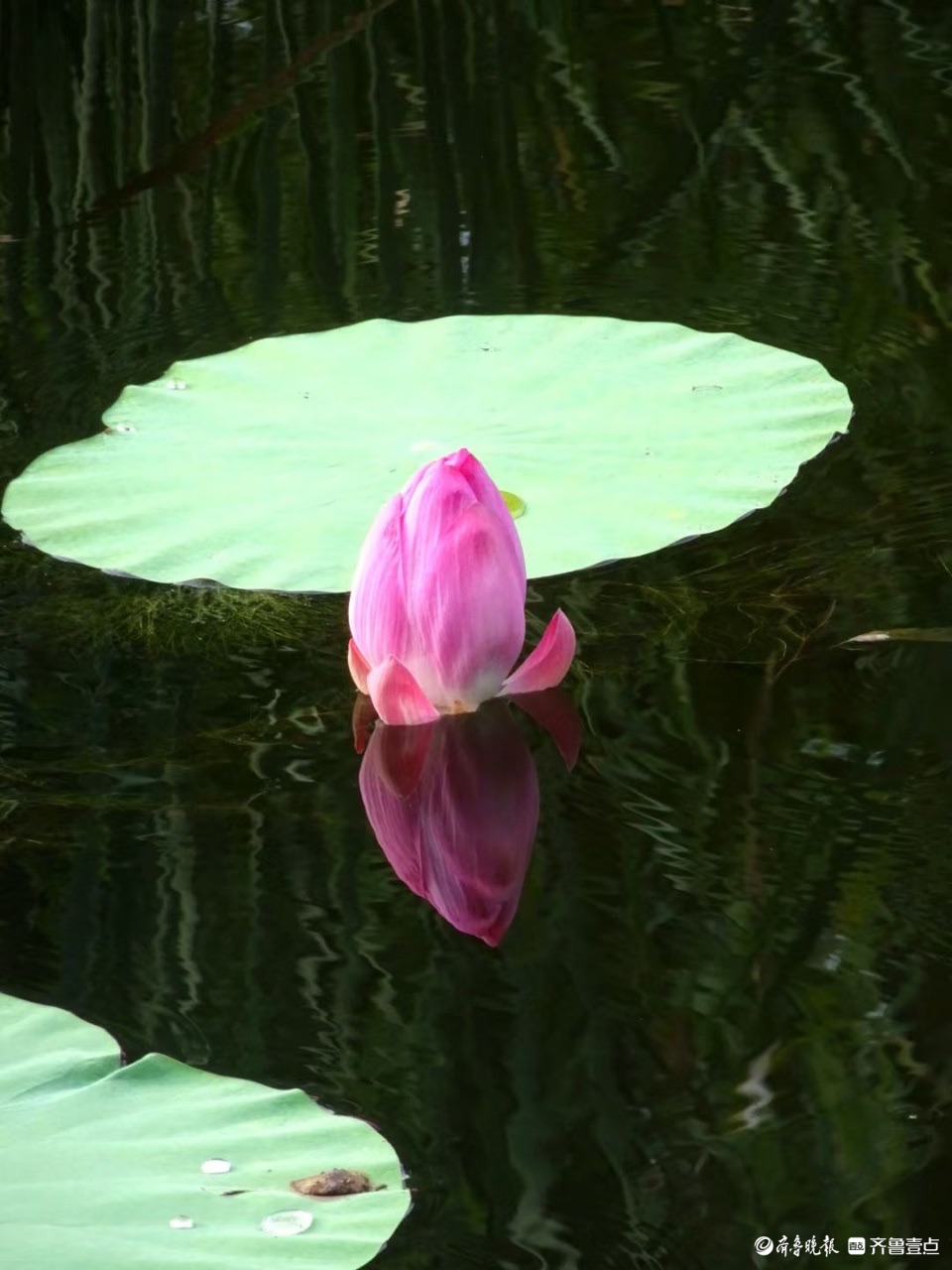 行摄华山——小荷倩影