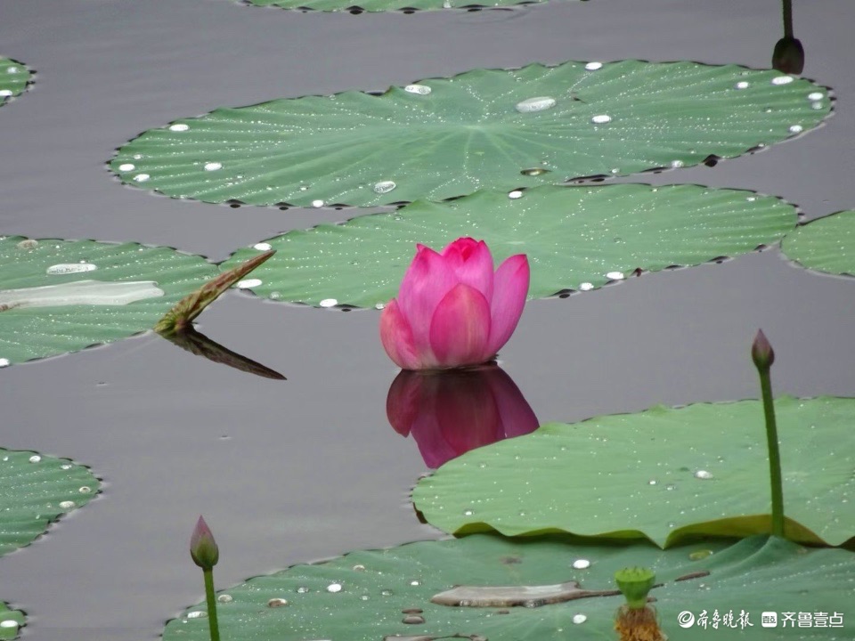 行摄华山——小荷倩影