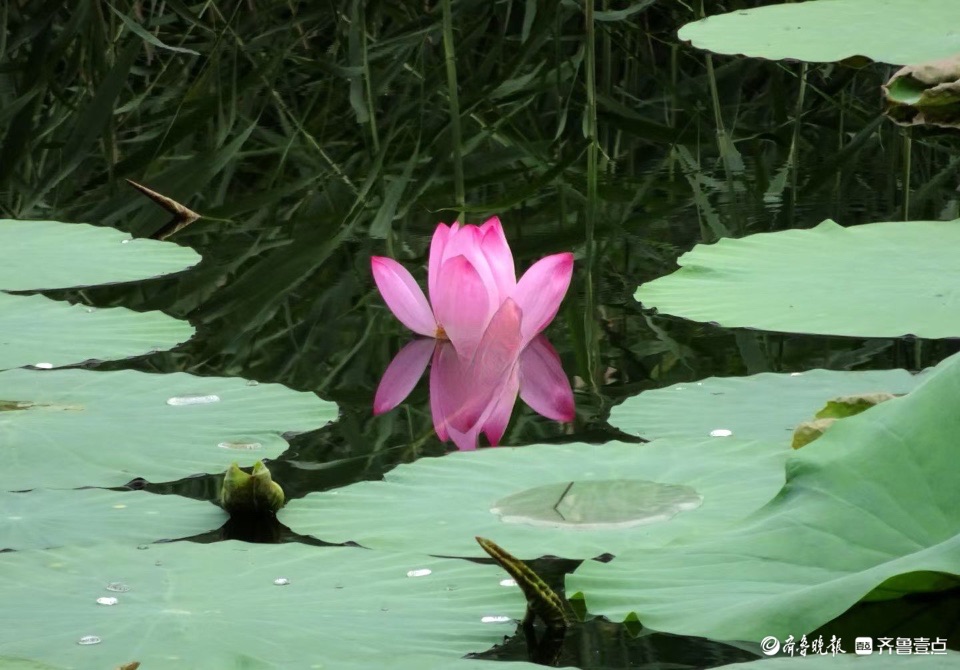 行摄华山——小荷倩影