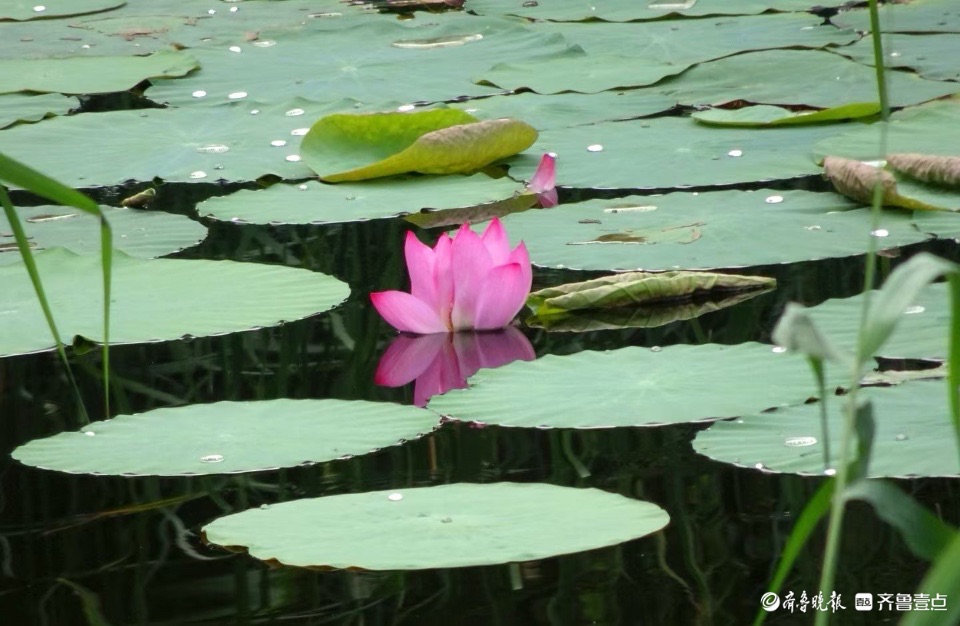 行摄华山——小荷倩影