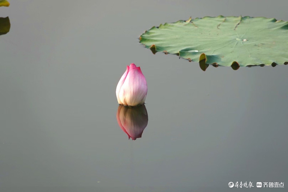 行摄华山——小荷倩影