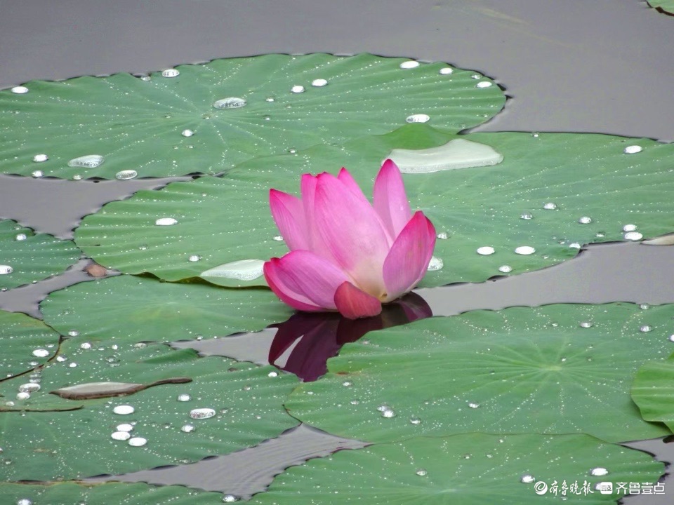 行摄华山——小荷倩影