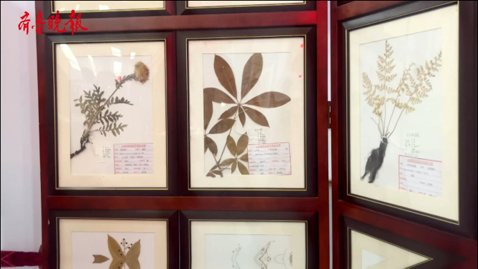 果然视频丨来“技能大集”，打卡山东医药技师学院