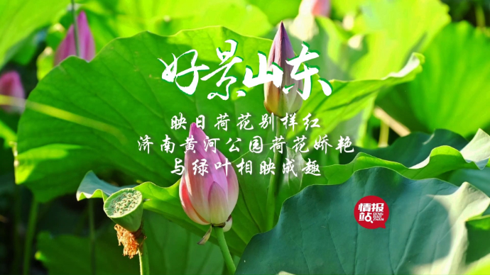 果然视频·好景山东|济南黄河公园荷花娇艳，与绿叶相映成趣！