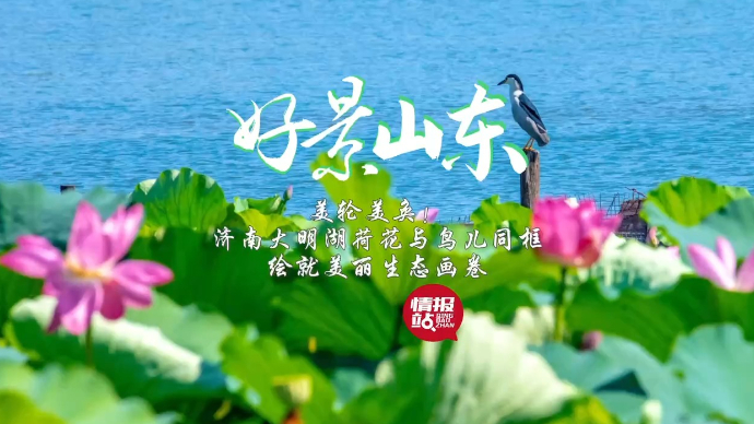 果然视频·好景山东|济南大明湖荷花与鸟同框，绘就美丽生态画卷