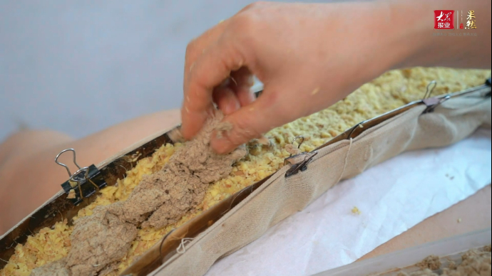 “灸”养生|辛辣的姜、通经的艾绒，三伏天养生用铺灸可事半功倍