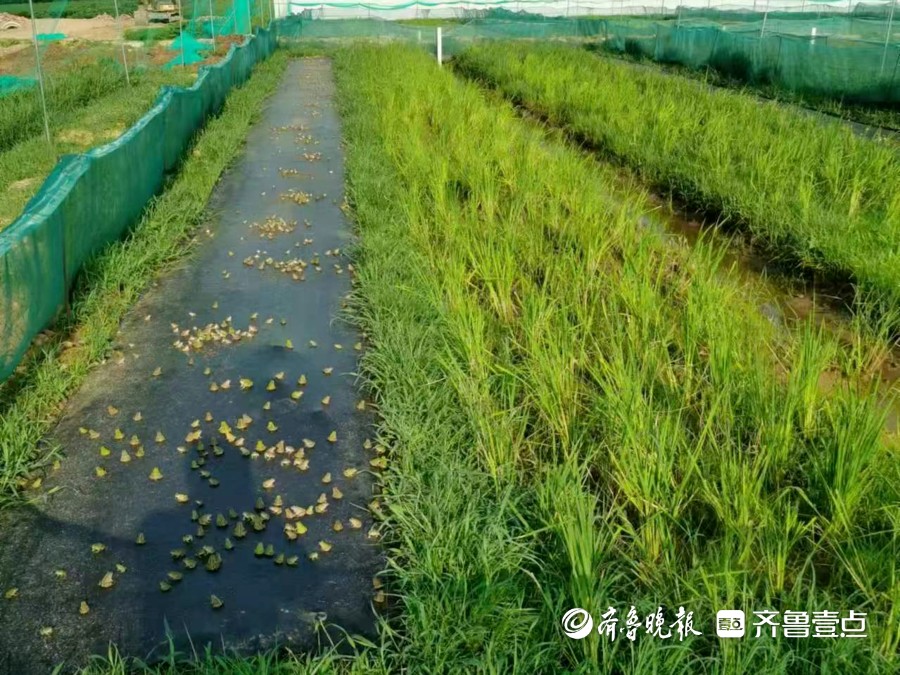 田园碑廓图片