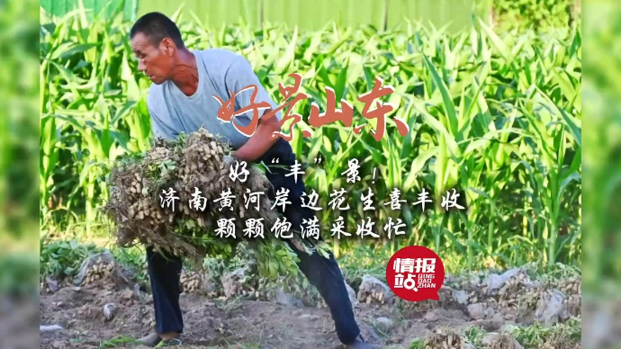 果然视频·好景山东|济南黄河岸边花生喜丰收，颗颗饱满采收忙！