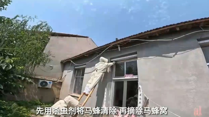 果然视频|小院长期无人居住被马蜂“霸占”，消防员清除蜂患