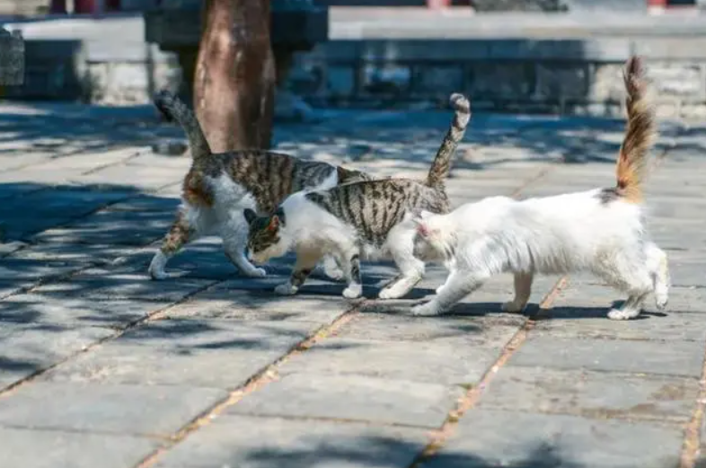 《黑神话：悟空》还原济南两处古建筑？灵岩寺：正策划打卡活动