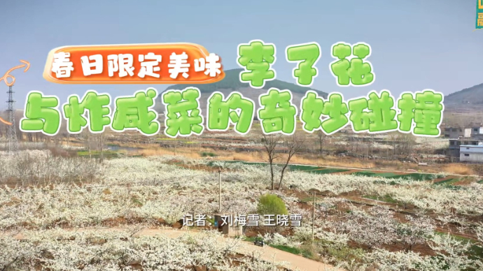 “看见枣庄”系列正能量主题短视频大赛|《李子花炸咸菜的碰撞》