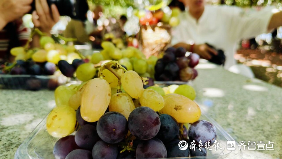 大泽山葡萄节9月7日开幕,持续至10月下旬