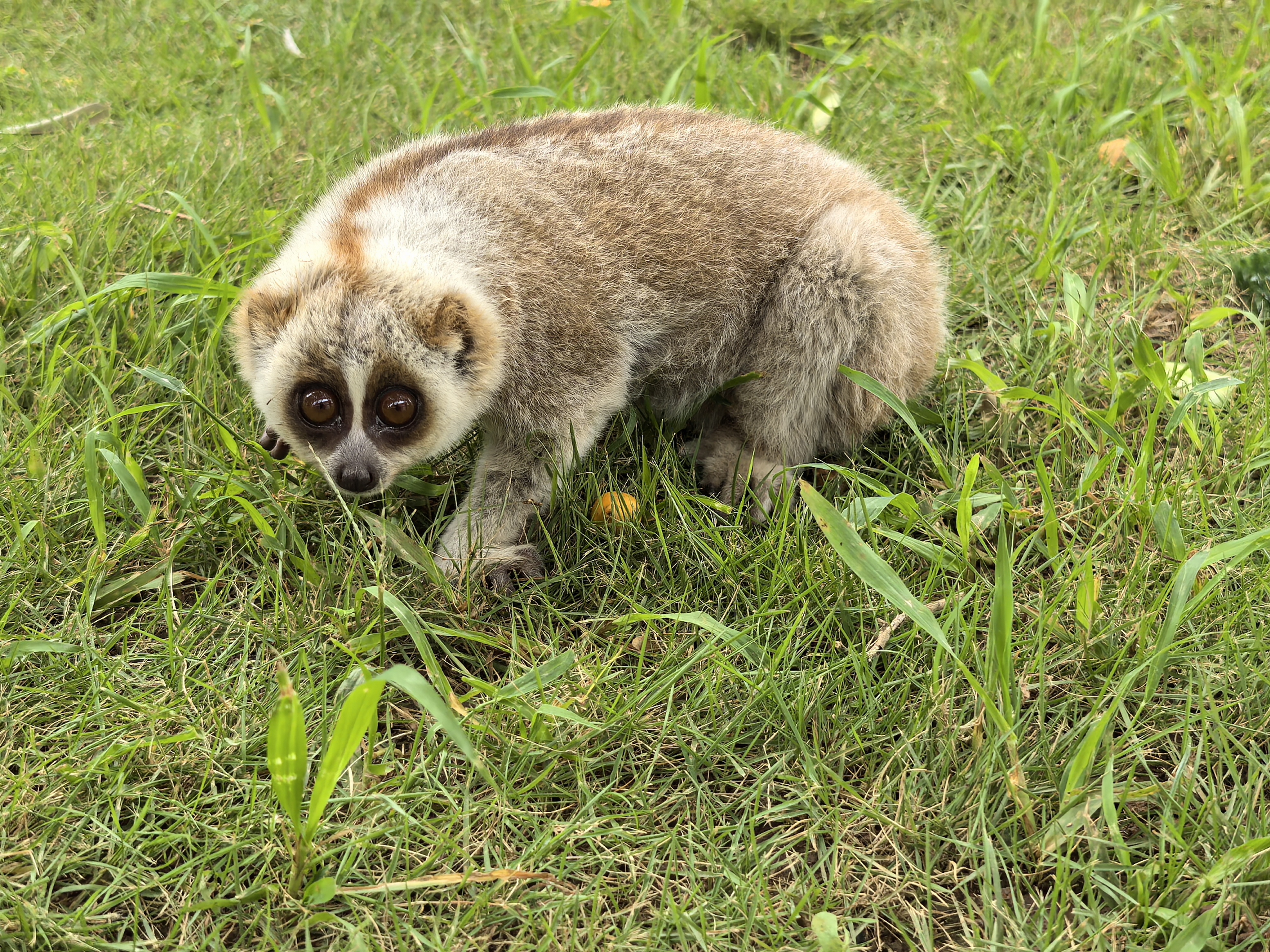 国家一级保护动物蜂猴夜"闯"国门,民警:未受伤,已移交救助