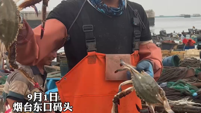 果然视频 | 开海首日渤海湾野生梭子蟹上岸，价格“称霸市场”