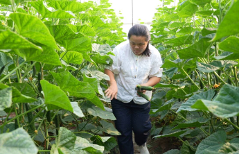 广东客商连续20载来莘收菜，赞莘县黄瓜是“靓货”