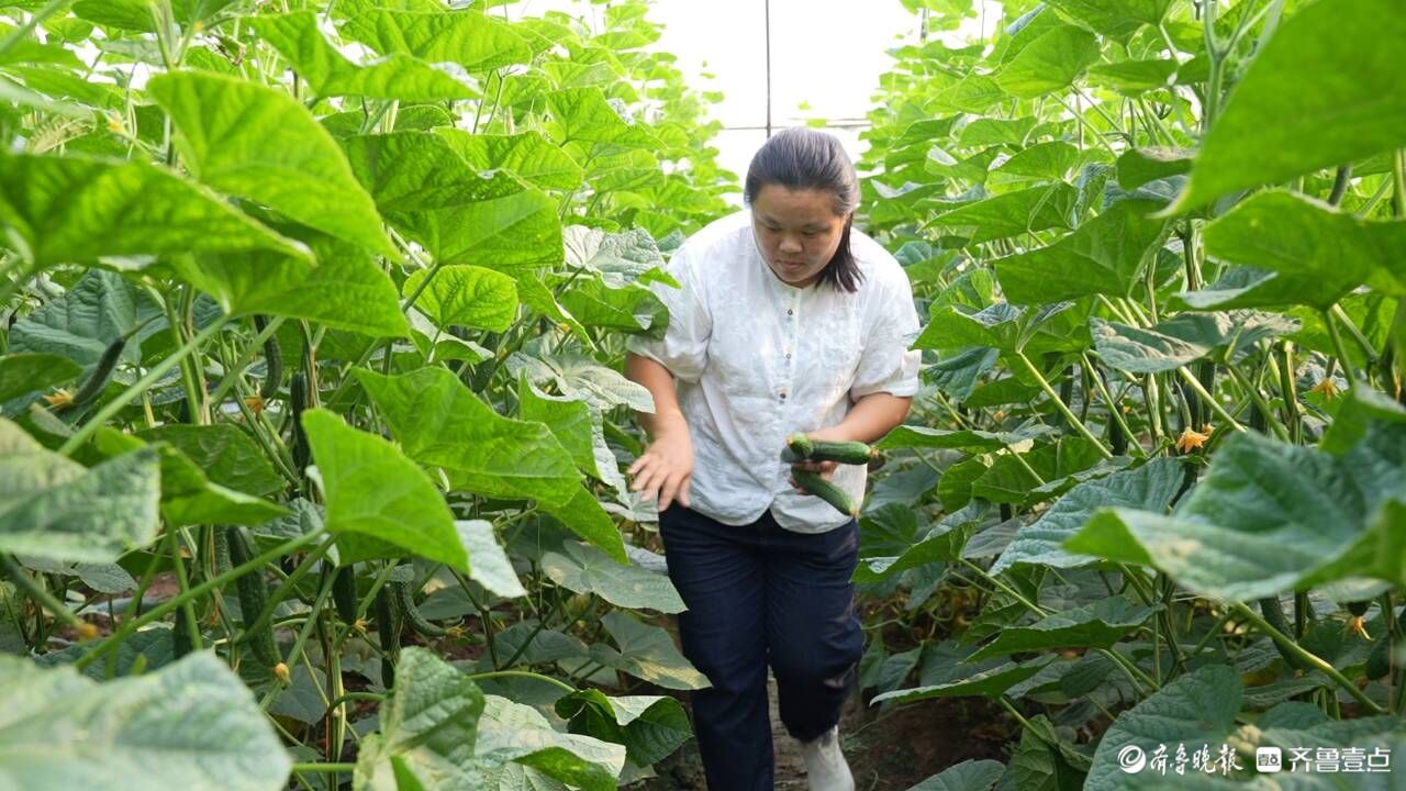 莘县蔬菜走进粤港澳大湾区：像刚从地头采摘一样新鲜
