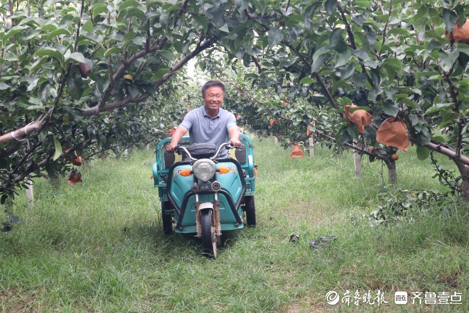 图集|喜迎“甜蜜”收获，莱阳秋月梨进入采收季