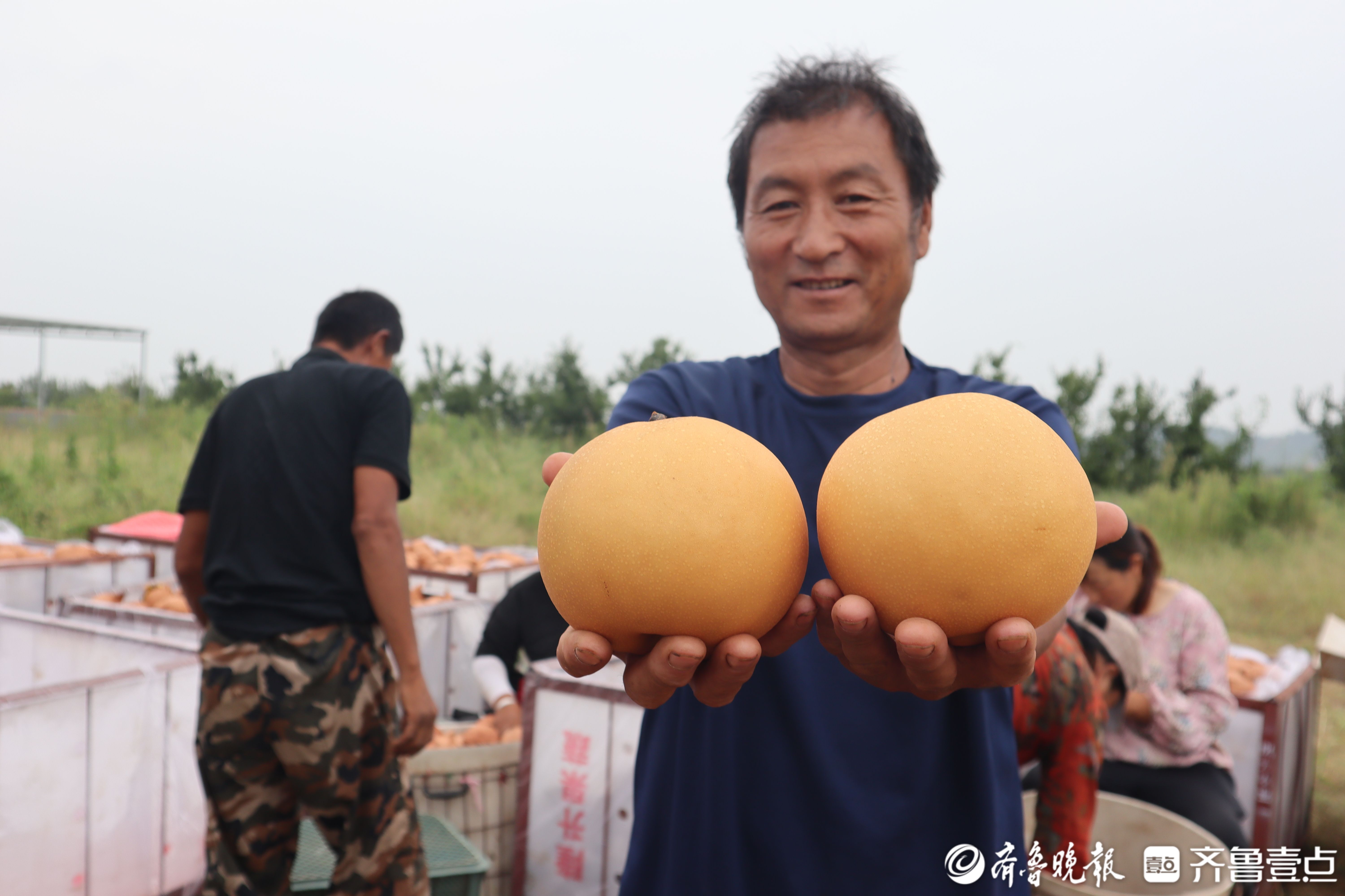 图集|喜迎“甜蜜”收获，莱阳秋月梨进入采收季