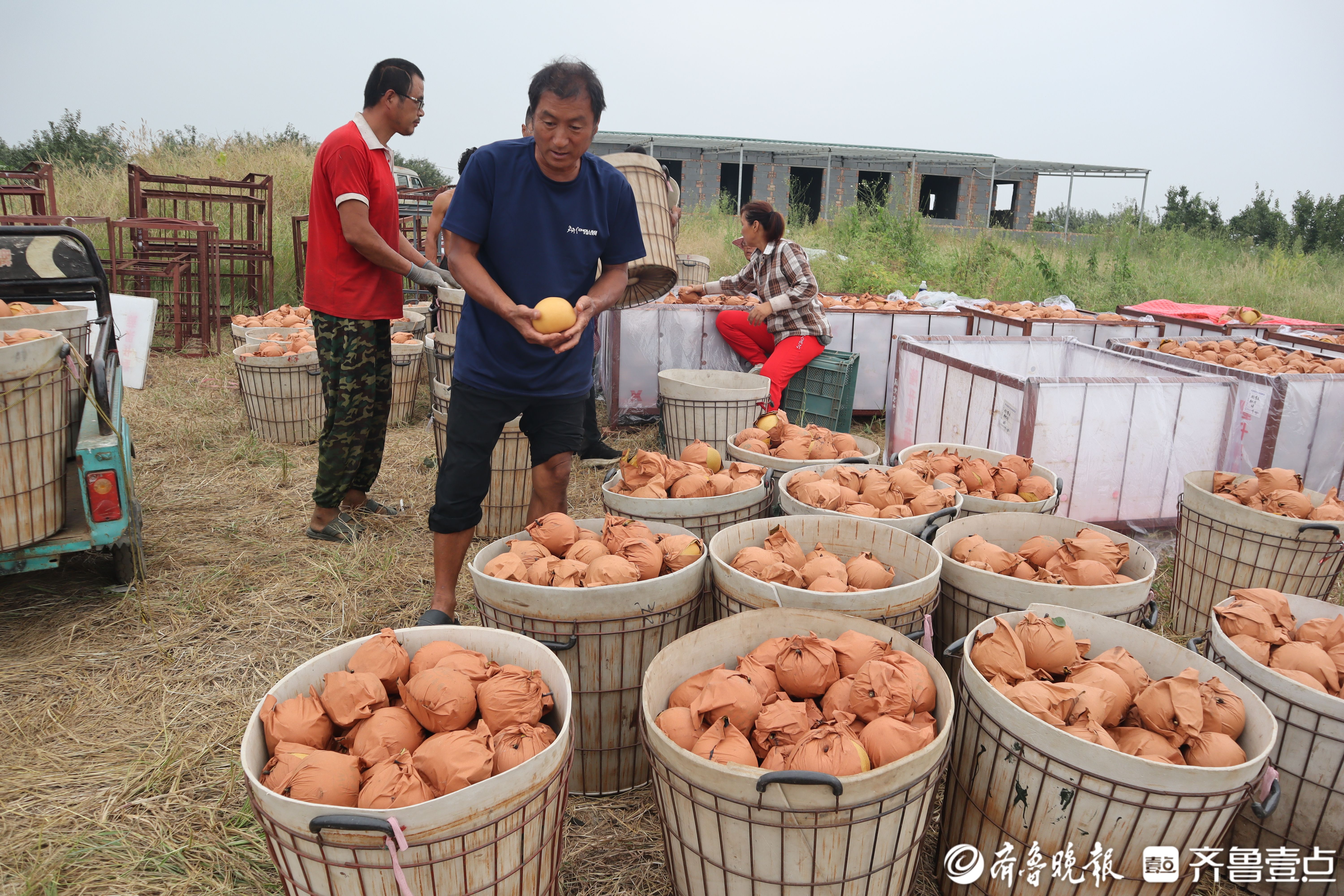 图集|喜迎“甜蜜”收获，莱阳秋月梨进入采收季