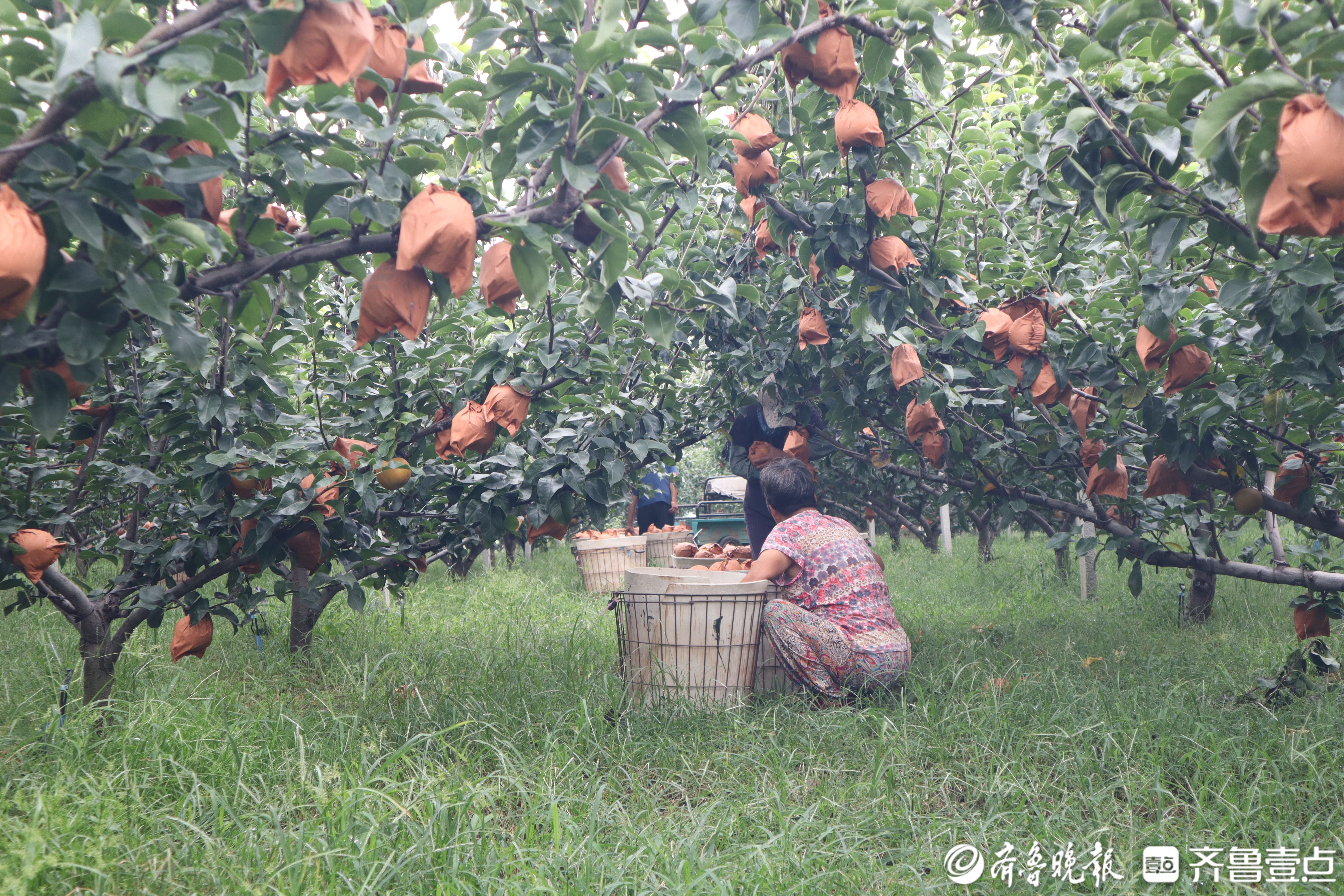 图集|喜迎“甜蜜”收获，莱阳秋月梨进入采收季