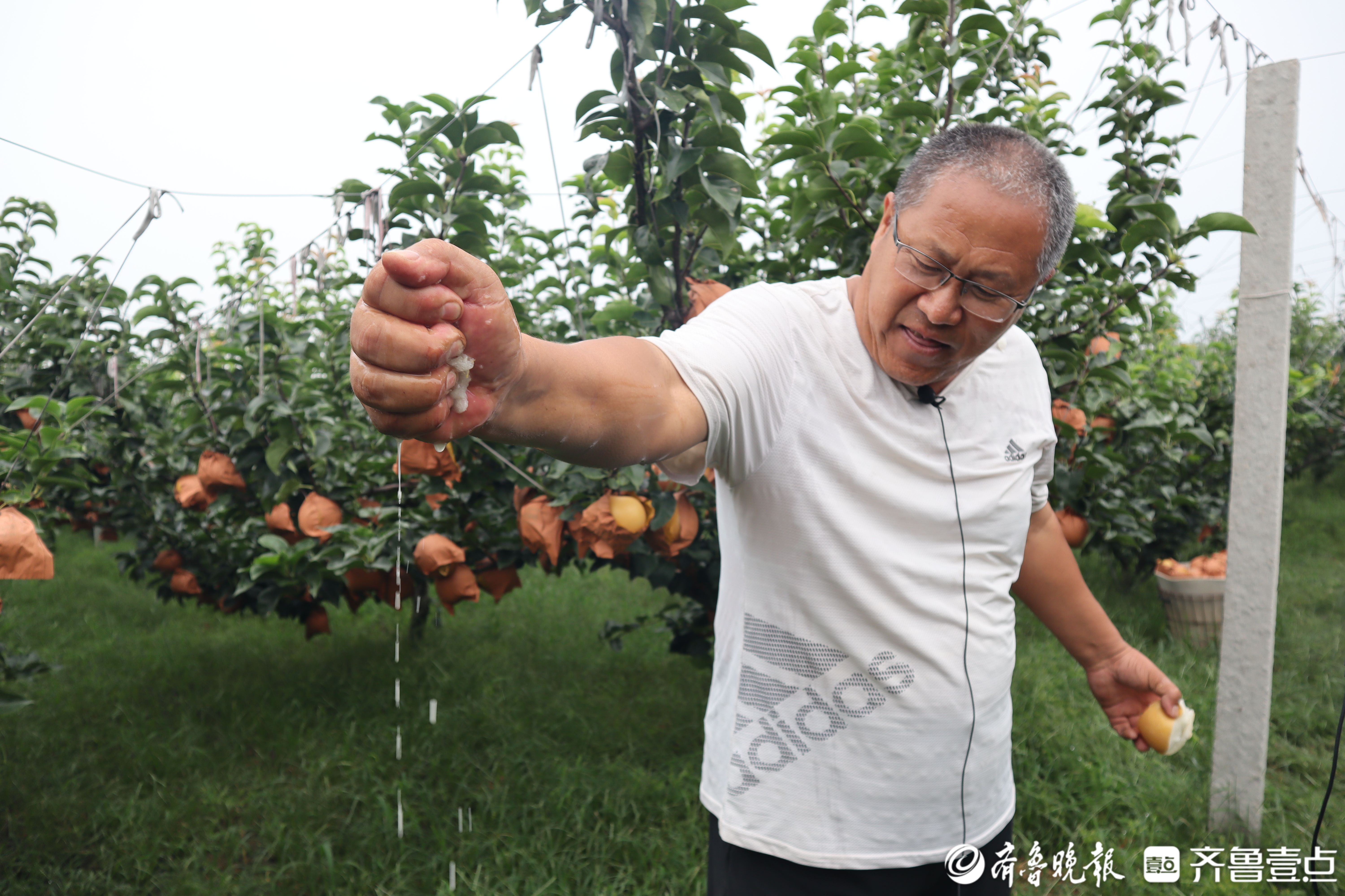 图集|喜迎“甜蜜”收获，莱阳秋月梨进入采收季